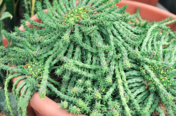 Green succulent plant with unique spiky leaves and small yellow flowers, thriving in a terracotta pot, showcasing vibrant natural beauty and intricate textures