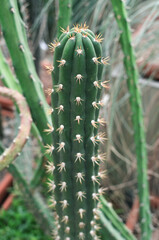 Tall green cactus with spines and unique texture stands prominently among other cacti in a vibrant indoor garden showcasing diverse plant life and natural beauty