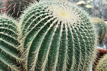 Green cactus with prominent spines and textured surface, showcasing natural beauty and resilience, surrounded by other cacti in a vibrant garden setting