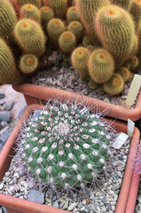 Green cactus with spines is prominently displayed in a terracotta pot, surrounded by fuzzy golden cacti, showcasing diverse textures and vibrant colors in a natural setting