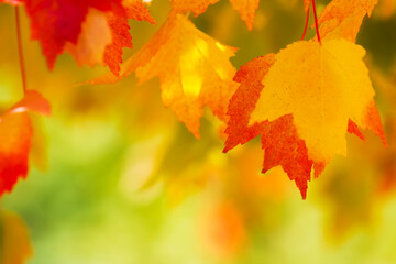 Autumn/Fall Maple Leaves in Bright & Vibrant Colors of Red, Yellow, Orange, & Green Dangling in the Wind on a Tree Branch w/Blurred Bokeh Effect Background-Backdrop, Frame, Border, Wallpaper