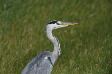 a beautiful blue heron looking for food in its natural habitat in the grassland