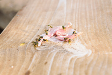 Wasps devour a slice of ham on a wooden surface in a sunny outdoor setting