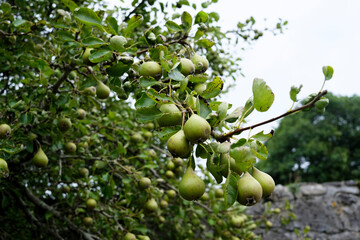 Pear tree with clusters of green pears thriving in a lush garden setting during late summer