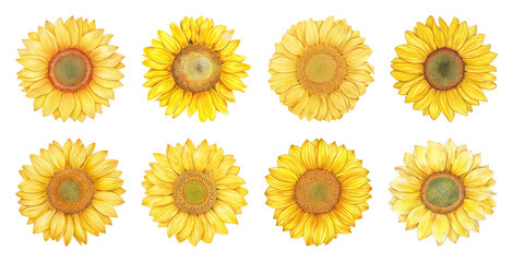 Vibrant sunflowers isolated pattern
