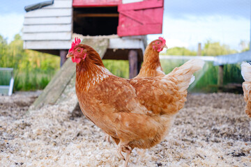 Chickens exploring their outdoor environment in front of a rustic chicken coop under a clear blue sky