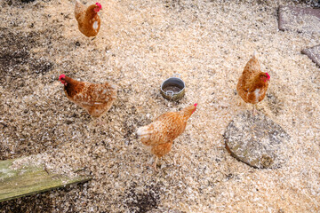 Brown hens foraging in a rustic chicken coop, engaging in natural scavenging behavior during a...