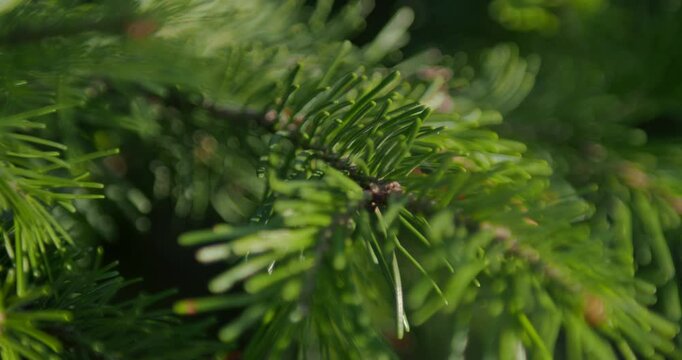 Fresh and green pine needle close up video