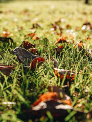 Autumn leaves close up with out of focus blur effect