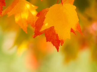 Autumn/Fall Maple Leaves in Bright & Vibrant Colors of Red, Yellow, Orange, & Green Dangling in the Wind on a Tree Branch w/Blurred Bokeh Effect Background-Backdrop, Frame, Border, Wallpaper