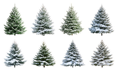 Obraz premium Snow-covered evergreen trees collection.