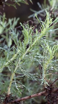 Coast Sagebrush, Artemisia Californica, an entrancing native gynomonoecious shrub displaying rainy dew laden simple alternate lobate filiform leaves during Winter in Coastal Los Angeles County.