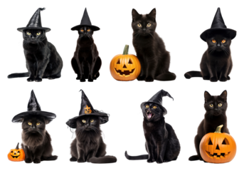 Black cats with Halloween pumpkins.