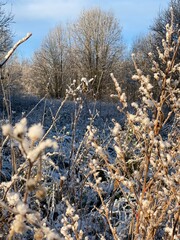 snow covered trees