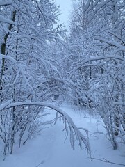 snow covered trees