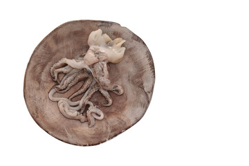 seppia octopus fresh raw cuttlefish on a plate.