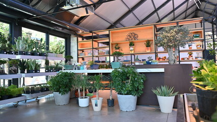 Modern indoor greenhouse or plant shop interior with various potted plants, succulents, and bonsai displayed on shelves. Bright natural lighting and contemporary design atmosphere.