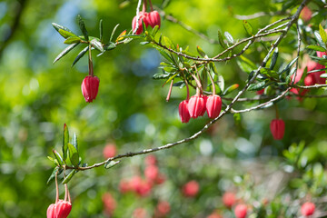 Close up of flowers on a Chilean lantern (crinodendron hookerianum) tree