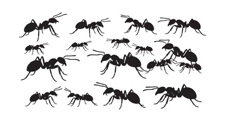 Set of Ant silhouette vector illustration