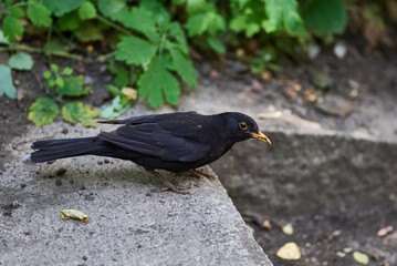 Blackbird on Concrete with Green Foliage