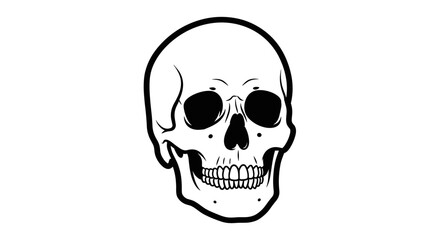 Obraz premium Anatomical Human Skull Illustration on White Background.