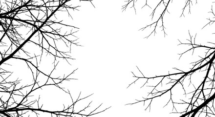 Bare Tree Branches Against a White Sky Minimalist Nature Background.