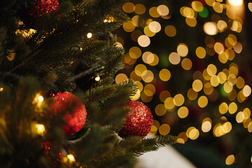 Close up of red christmas baubles hanging on fir tree branch with golden bokeh lights in background. Concept of holiday, christmas, new year, festive decoration, winter celebration.