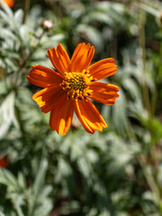 Bright orange zinnia flower blooming in a garden with blurred green foliage