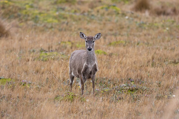 Female White-tailed Deer standing alert in the high páramo grasslands of Ecuador