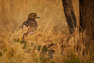 Spotted thick-knee Burhinus capensis, also Spotted dikkop or Cape thick-knee, wader in Burhinidae, bird native to tropical regions of central and southern Africa under the bush
