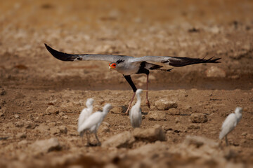 Secretarybird or Secretary Bird - Sagittarius serpentarius large, mostly terrestrial bird of prey, endemic to Africa, grasslands and savanna of the sub-Saharan region, very long legs, eagle-like body