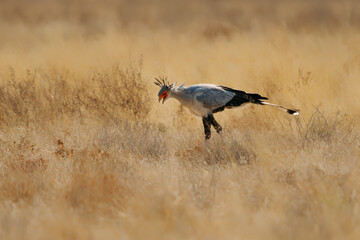 Secretarybird or Secretary Bird - Sagittarius serpentarius large, mostly terrestrial bird of prey, endemic to Africa, grasslands and savanna of the sub-Saharan region, very long legs, eagle-like body