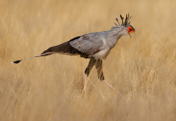 Secretarybird or Secretary Bird - Sagittarius serpentarius large, mostly terrestrial bird of prey, endemic to Africa, grasslands and savanna of the sub-Saharan region, very long legs, eagle-like body