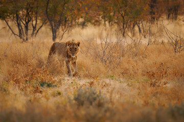 Lion - Panthera leo king of the animals. Lion - the biggest african cat in Etosha National Park in Namibia Africa, walk in desert around the giraffes during sunset, hunting hunter.