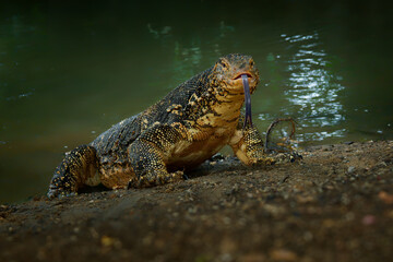 Asian water monitor - Varanus salvator also common water monitor, large varanid lizard native to South and Southeast Asia (kabaragoya, two-banded monitor, rice lizard, ring lizard, plain lizard