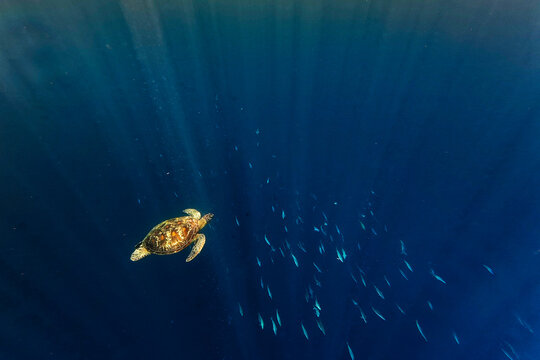 Green sea turtle Chelonia mydas also black (sea) turtle or Pacific green turtle, sea turtle in Cheloniidae. Adult huge turtle swimming under the blue water with a school of fish in the sun beams