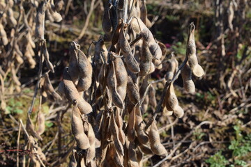 収穫前のダイズ畑 山形県庄内