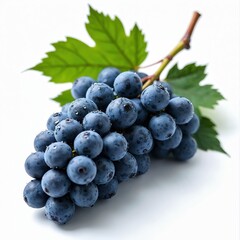 Fototapeta premium Blue grapes with water drops hang on a branch with green leaves. This ripe fruit bunch is isolated on a white background, ready for use in food marketing.