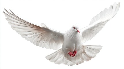 Obraz premium A white dove flies gracefully its wings fully extended. The bird is captured in an elegant pose showcasing its beauty against a plain backdrop.