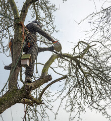 A tree surgeon trimming branches from an old tree