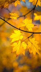 Obraz premium Close-up of bright yellow autumn leaves on a branch