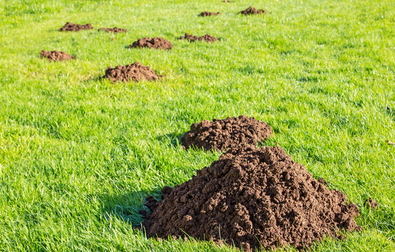 A pattern of molehills in a field of grass