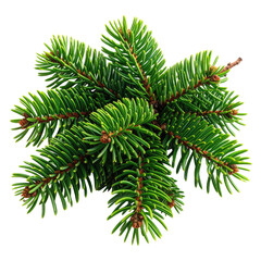 Obraz premium Close-up of fresh, vibrant green evergreen fir branch. Detailed needles & texture