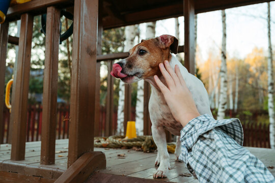 Joyful Dog Plays on Wooden Deck During Sunset