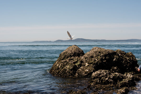 Seagull Lands on Rock in Sea