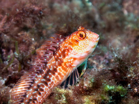 Red triplefin fish swimming over rocks and seaweed