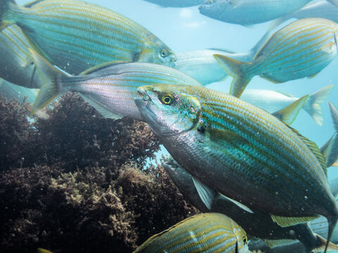Salema porgy fish swimming over Posidonia oceanica seaweed