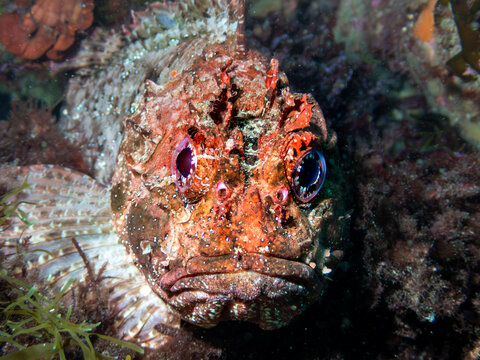 Rare red irish lord fish hiding among seaweed and rocks