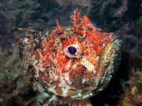 Red irish lord scorpionfish resting on seabed