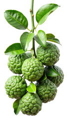 Fototapeta premium A cluster of bumpy green kaffir lime fruits hanging from a branch with leaves isolated on transparent background
